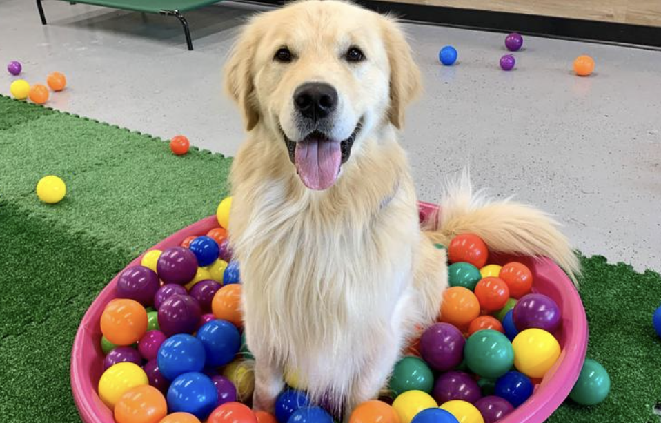 GOLDEN BOBBING FOR BONES